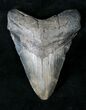 Tan Megalodon Tooth #19958-1